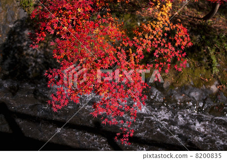 Autumn color Autumn color 8200835