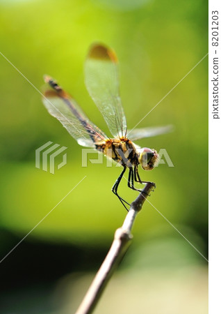 dragonfly 8201203