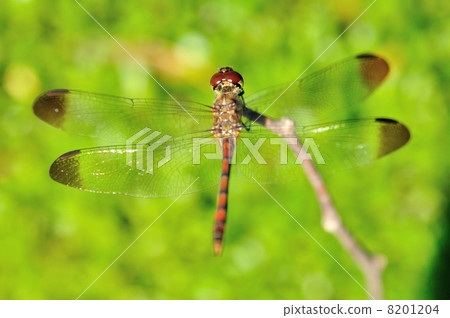 dragonfly 8201204