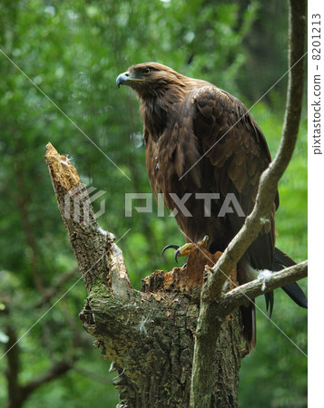 Eagle's eagle Eagle's eagle 8201213