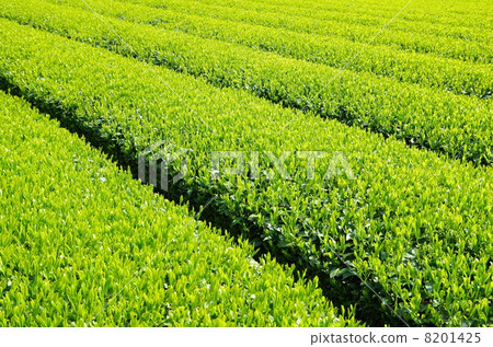 丹澤的茶園 8201425