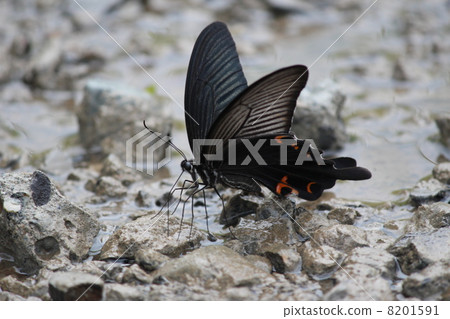 黑色燕尾 8201591