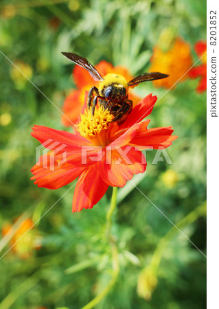 Bee 8201852