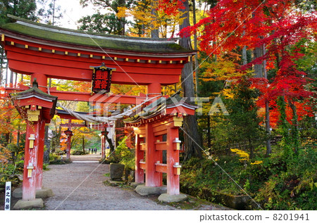 The torii gate of Takkoku-no-Iwaya Bishamon-do Temple surrounded by autumn leaves (Hiraizumi Town, Iwate Prefecture) 8201941