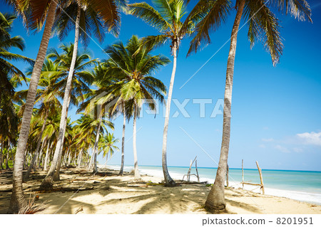 Caribbean beach Caribbean beach 8201951