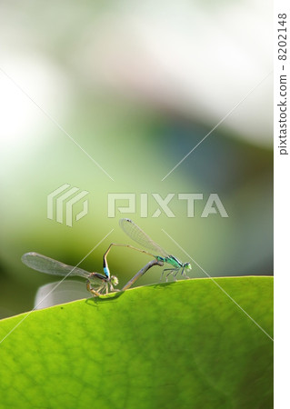 A couple of dragonfly A couple of dragonfly 8202148