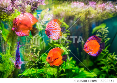 Symphysodon discus Symphysodon discus 8202234