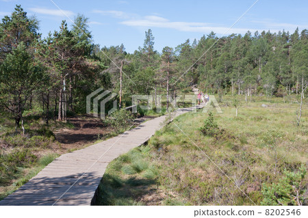 Wooden planking through a swamp (Preikestolen trail, Norway) Wooden planking through a swamp (Preikestolen trail, Norway) 8202546