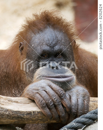 Baby of bonean orangutan -Pongo pygmaeus 8202624