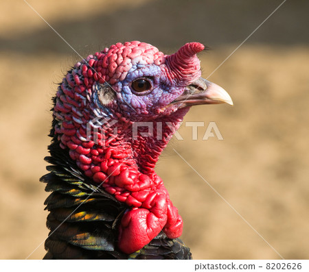 Wild turkey - Meleagris gallopavo 8202626