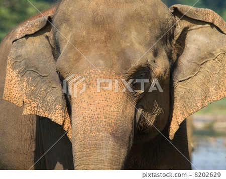 Portrait of elephant 8202629