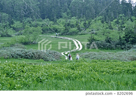 Hakuba · Tsugaike Nature Park Hakuba · Tsugaike Nature Park 8202696