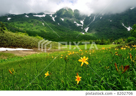 白馬草原 8202706