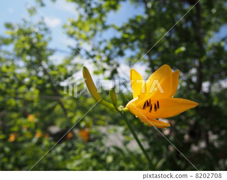 黃色的花朵和天空 黃色的花朵和天空 8202708