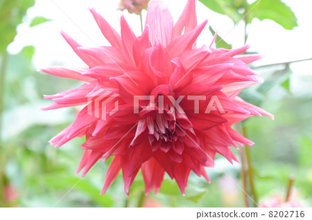 Dahlia flower 8202716