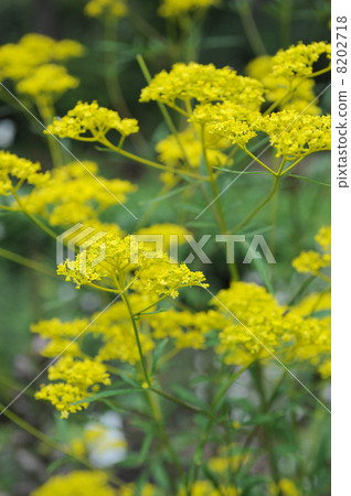 Omina's flower 8202718