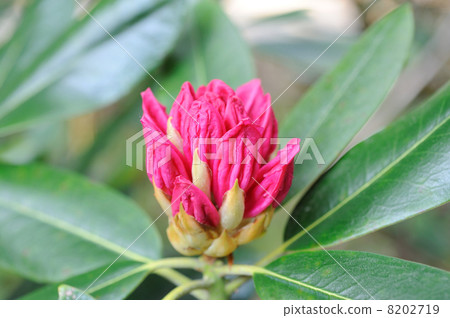 杜鵑花的芽 8202719