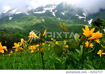 Scenery of the blooming nymphs 8202737