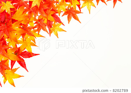 Maple corners 8202789