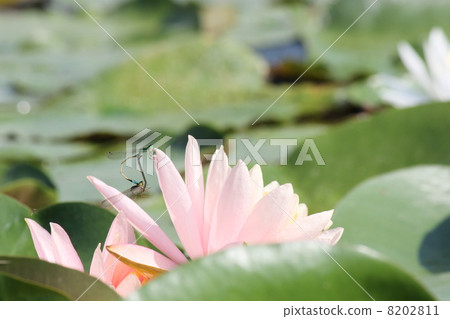 blessing blessing 8202811