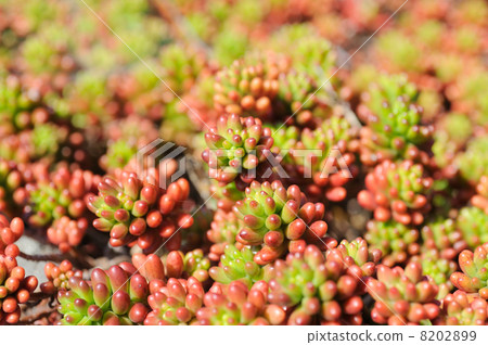 Succulent plants 8202899