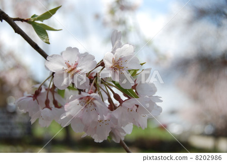 Cherry Blossoms	 8202986