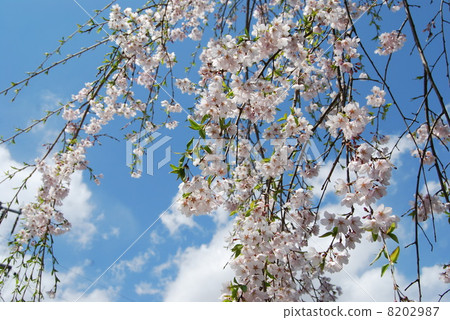 櫻桃樹 櫻桃樹 8202987