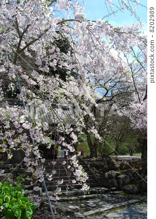 Jokoji temple of spring 8202989