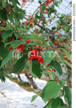 櫻桃 櫻桃 8202991