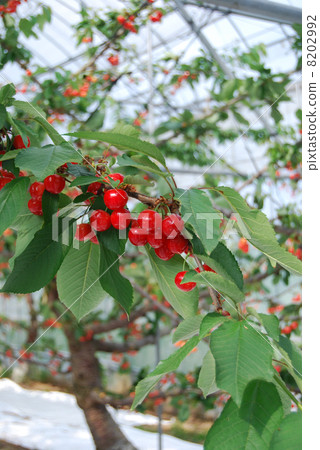 櫻桃 櫻桃 8202992