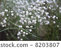 Kasumi grass 8203807