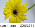 Gerbera 8203841