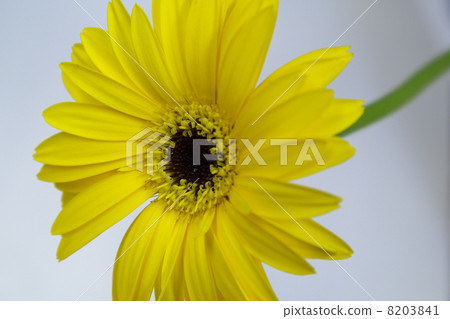 Gerbera 8203841