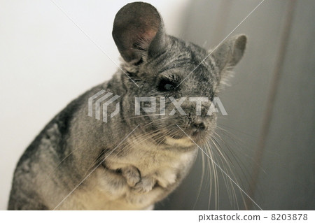 Chinchilla rodentium 8203878