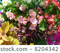 五顏六色的秋海棠花 8204342