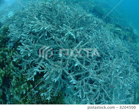 珊瑚珊瑚礁密克羅尼西亞帕勞海外 珊瑚珊瑚礁密克羅尼西亞帕勞海外 8204500