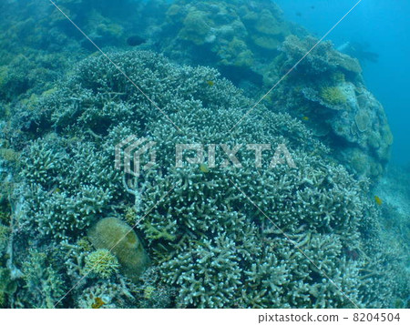 珊瑚珊瑚礁密克羅尼西亞帕勞海外 8204504