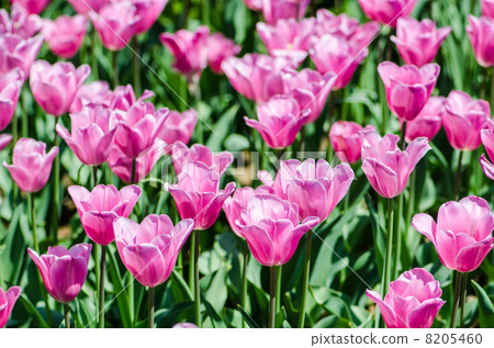 Tulip field on bright summer day 8205460