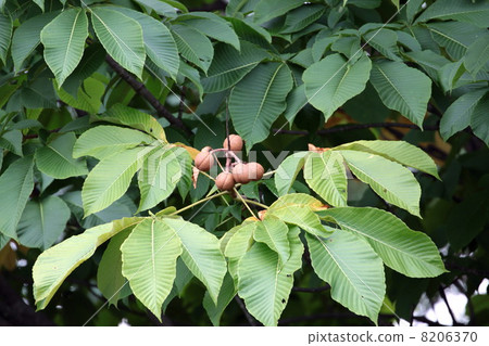 Horse chestnut 8206370