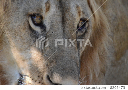 Male lion face up 8206473