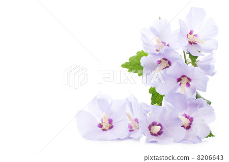 Hibiscus 8206643