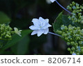 hydrangea   8206714