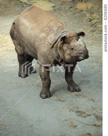 大身印度 8206880