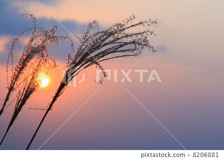 懷疑和秋天的日落 8206881
