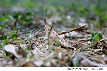 Shorurigata Shorurigata 8206889