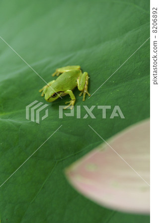 青蛙 青蛙 8206892
