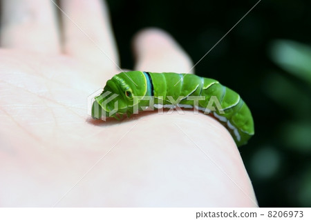 Swallowtail butterfly larva Swallowtail butterfly larva 8206973
