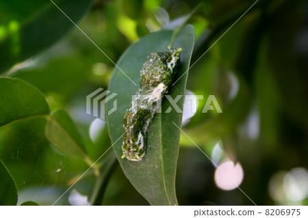 Swallowtail butterfly larvae 1st larva 8206975