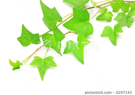 Ivy Ivy 8207143