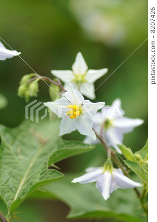 華納索比 8207426